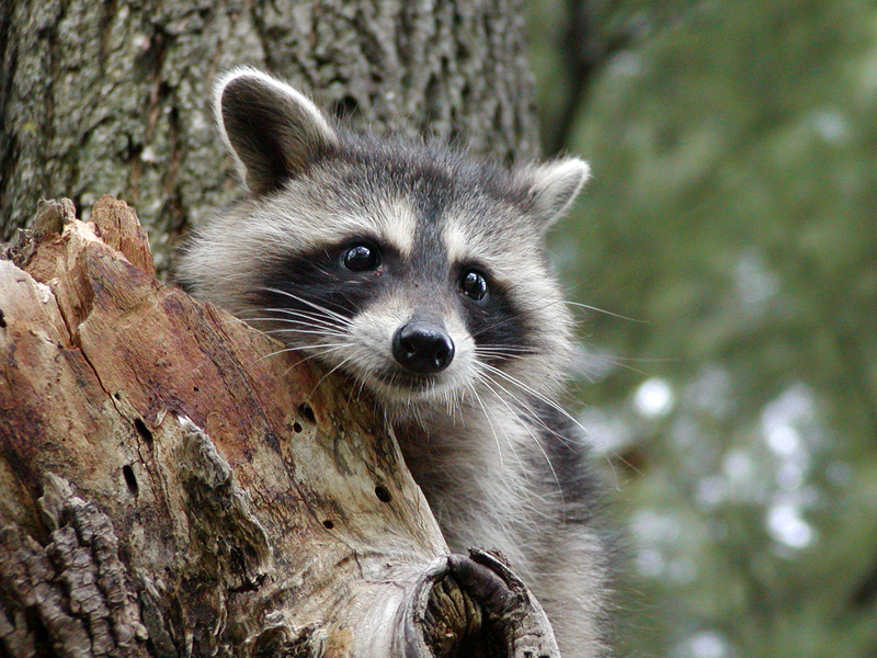 raccoon