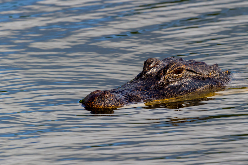 alligator in water