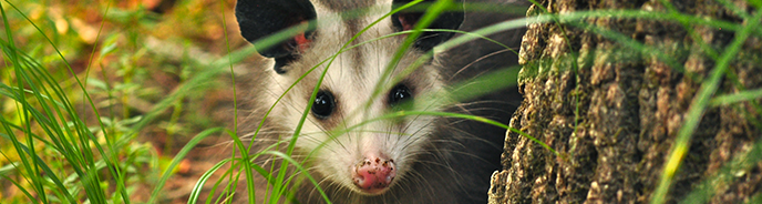 Possum Banner