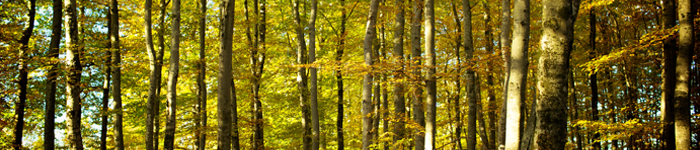 banner_trees