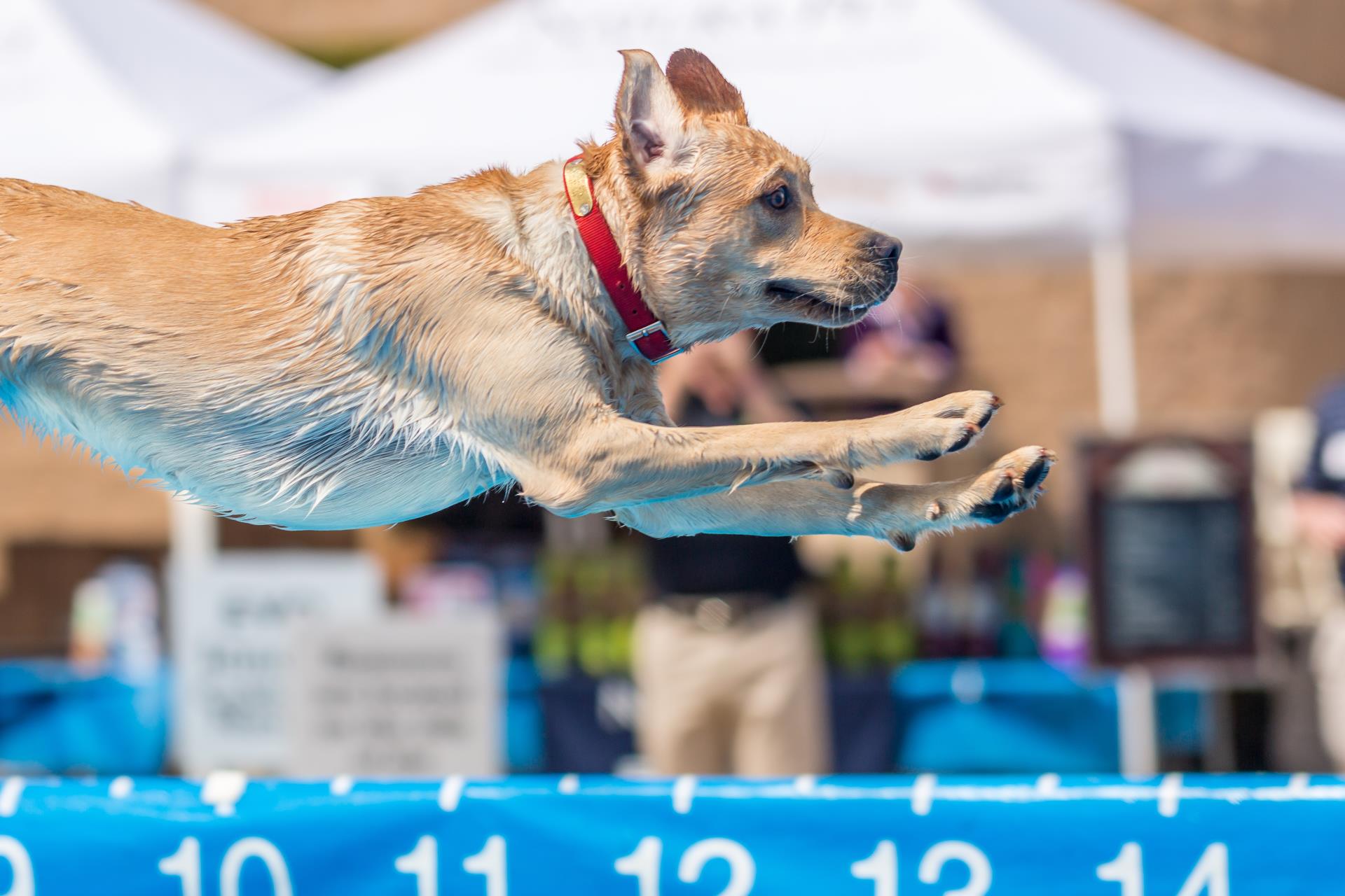 with DockDogs, Inc.